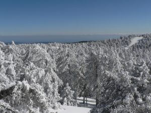 Chionistra_winter_1